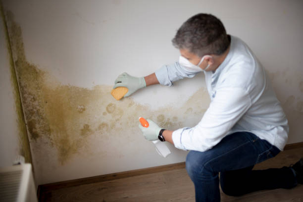 Best Mold-Related Health Consultation  in Lanai City, HI